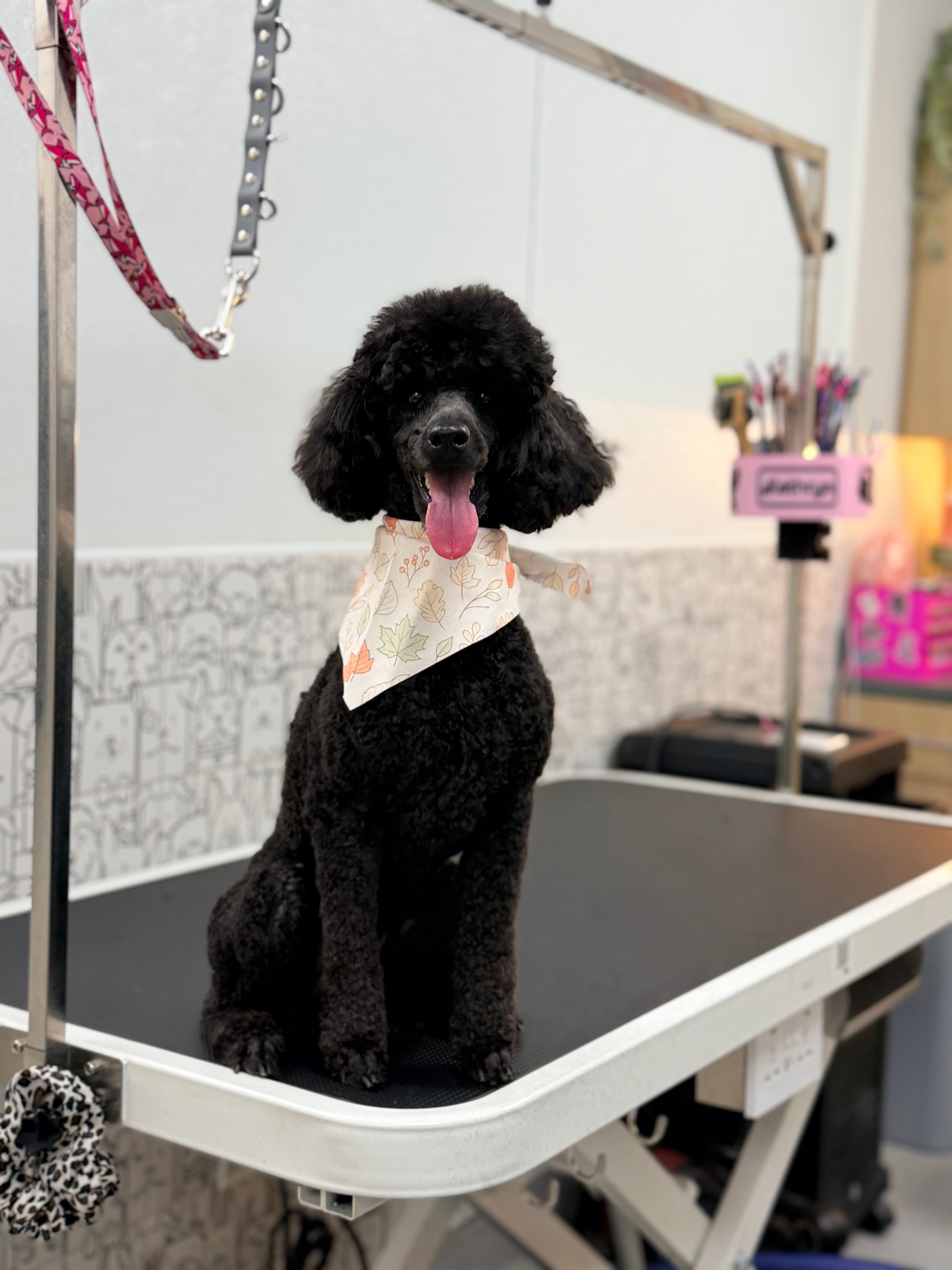 Groomed dog wearing a finishing bow