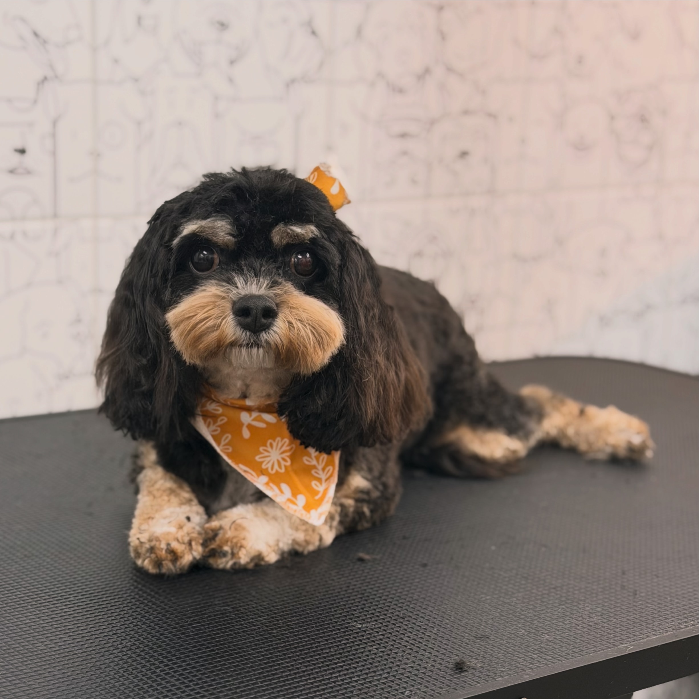 Dog enjoying a calm grooming appointment