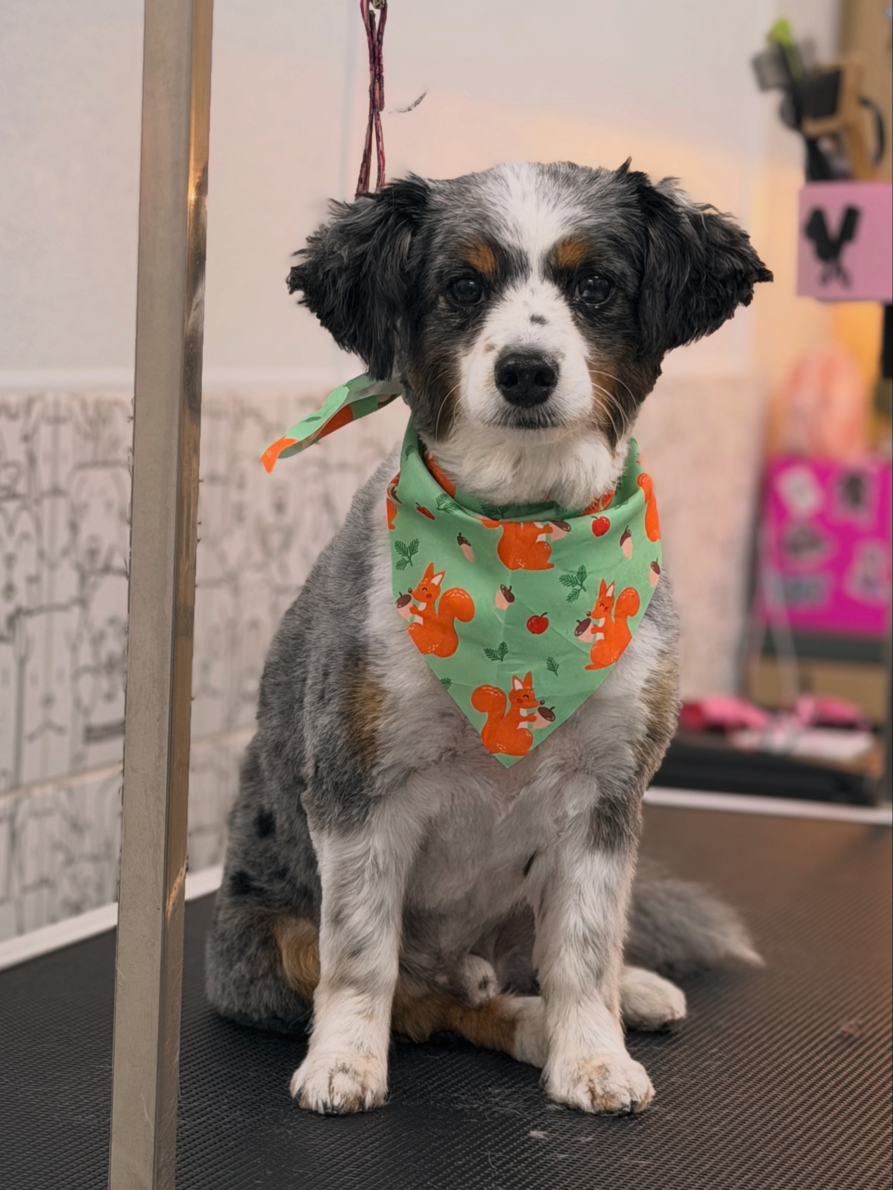 Freshly groomed fluffy dog in the salon