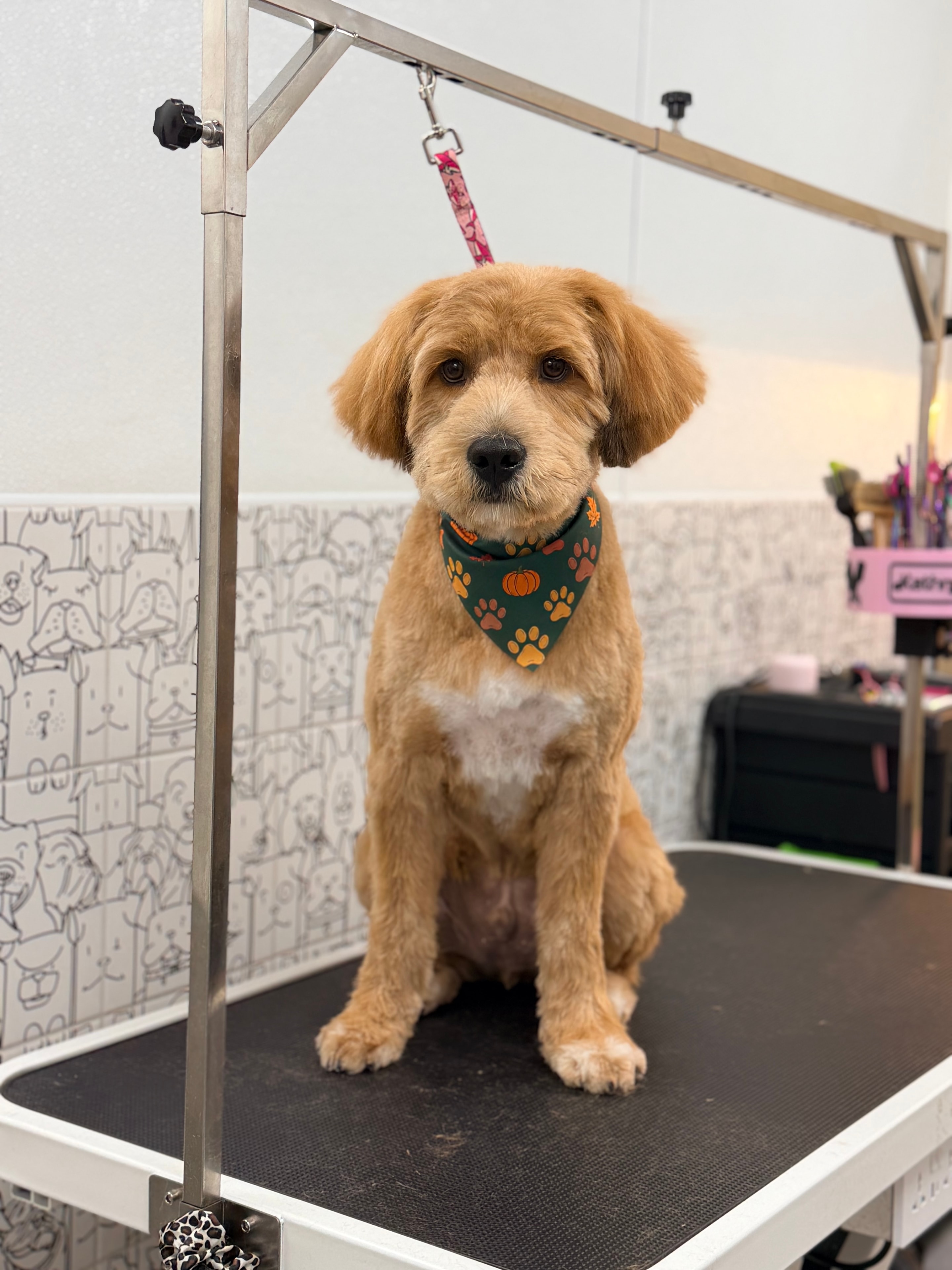 Golden retriever after a groom