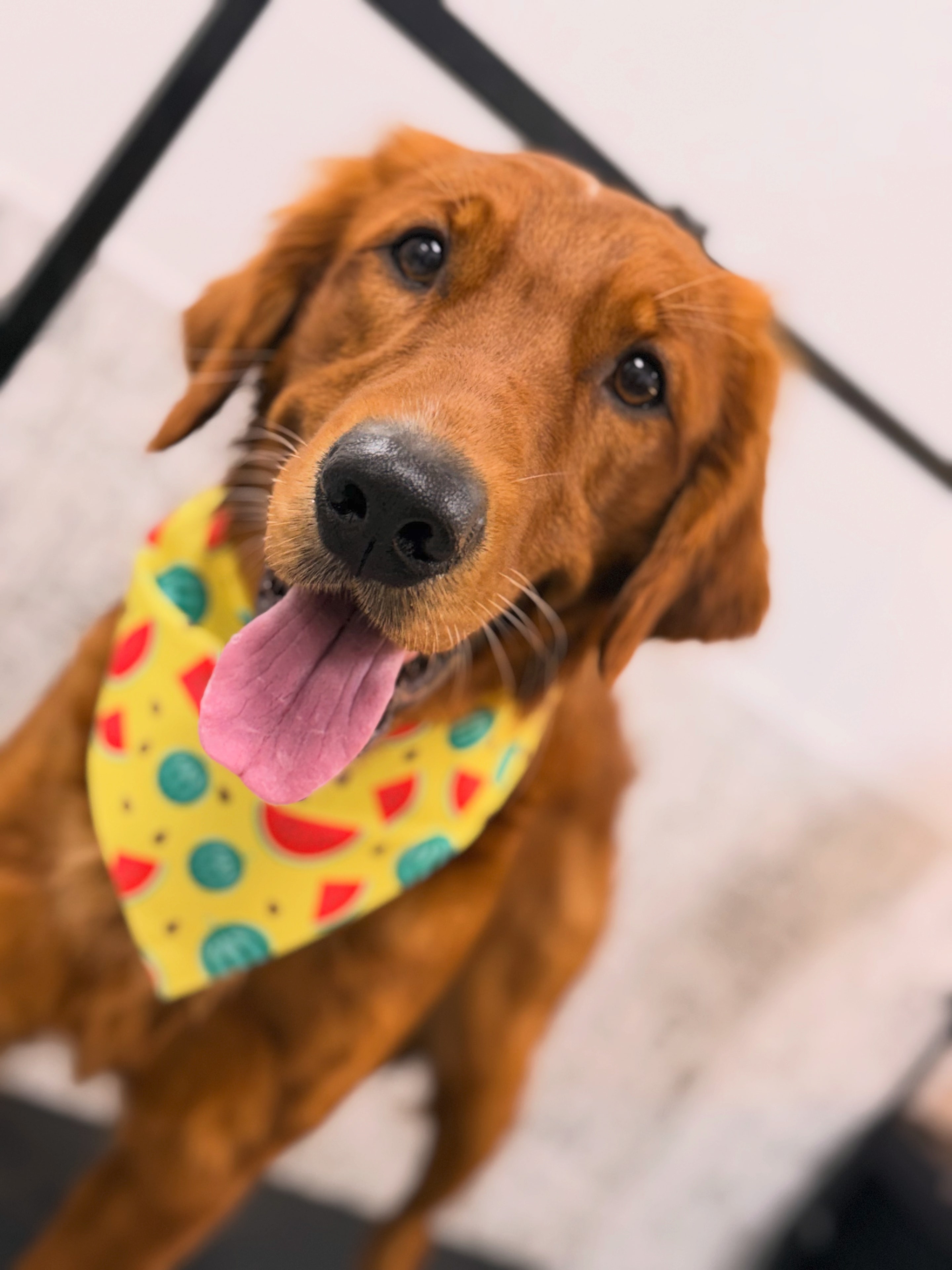 Detail work during a dog grooming session