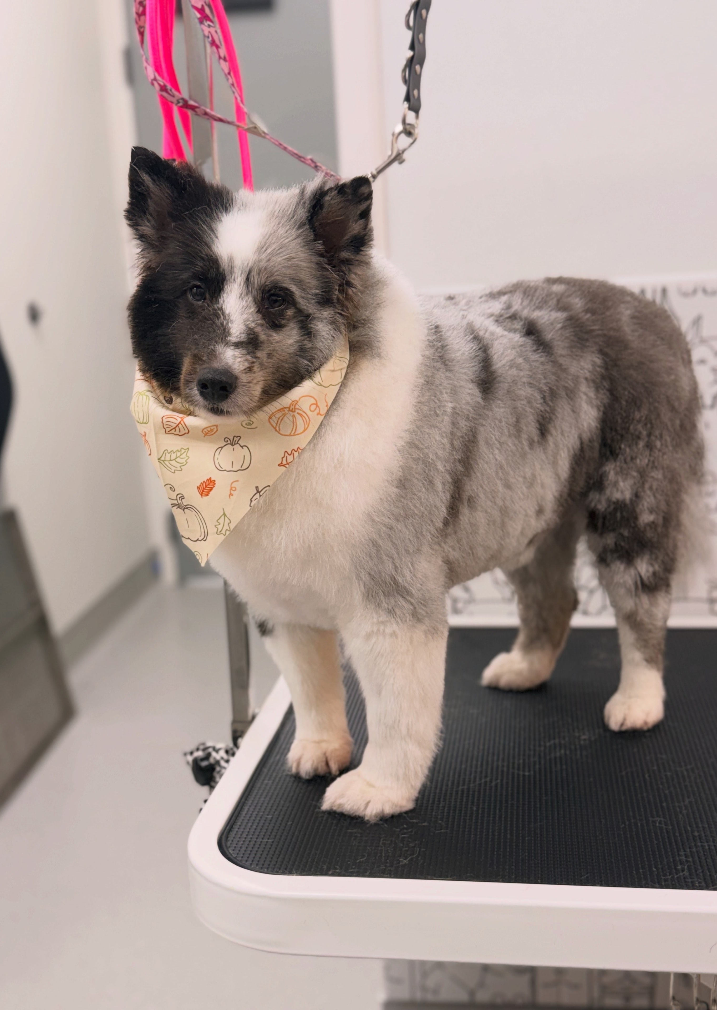 Freshly groomed poodle with a polished finish