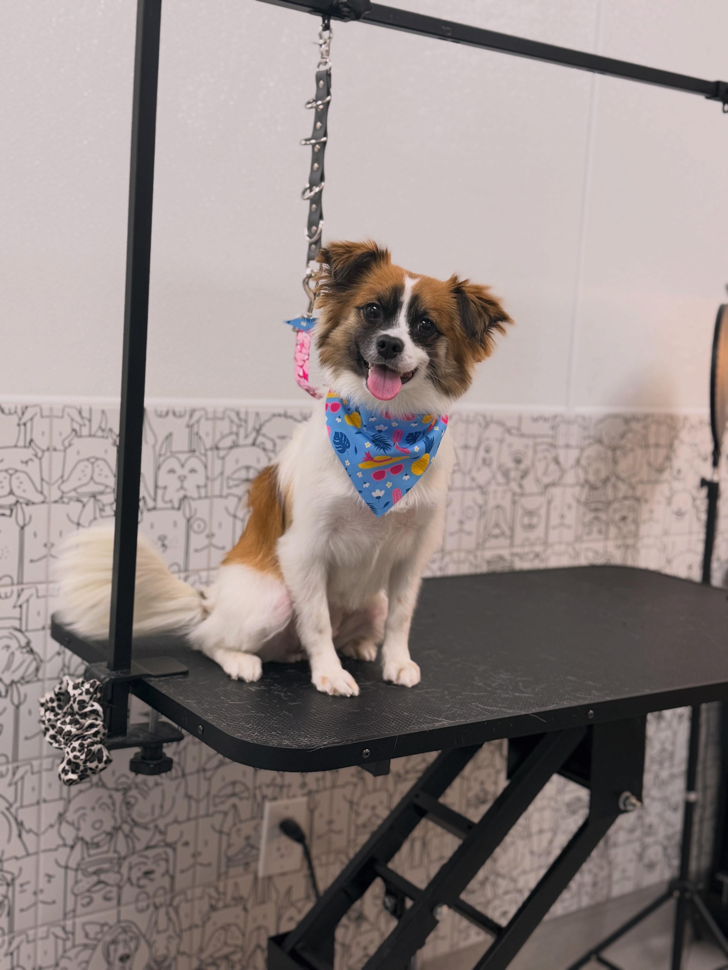 Detail from the Bark Avenue grooming space