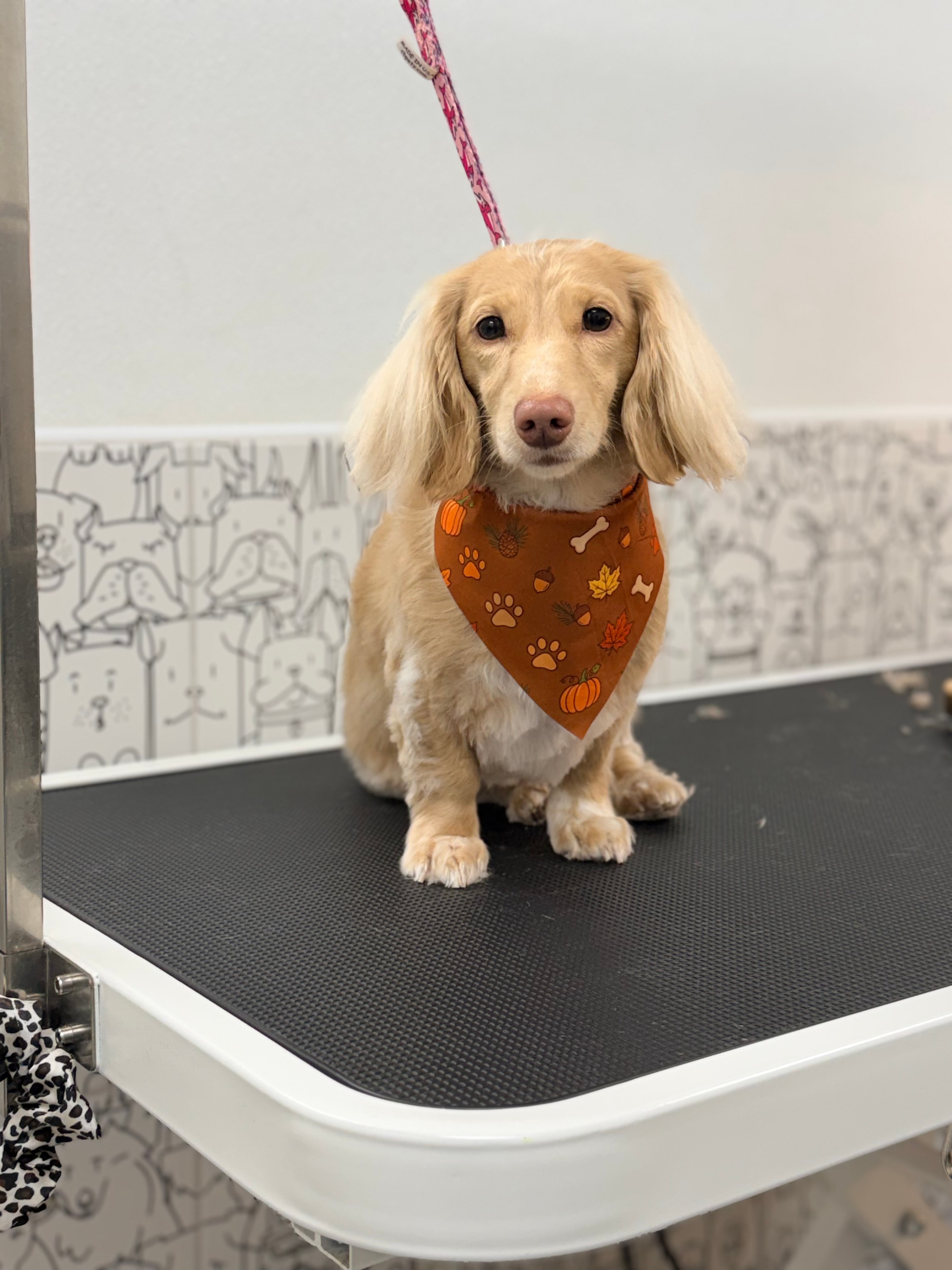 Small dog with a freshly groomed coat