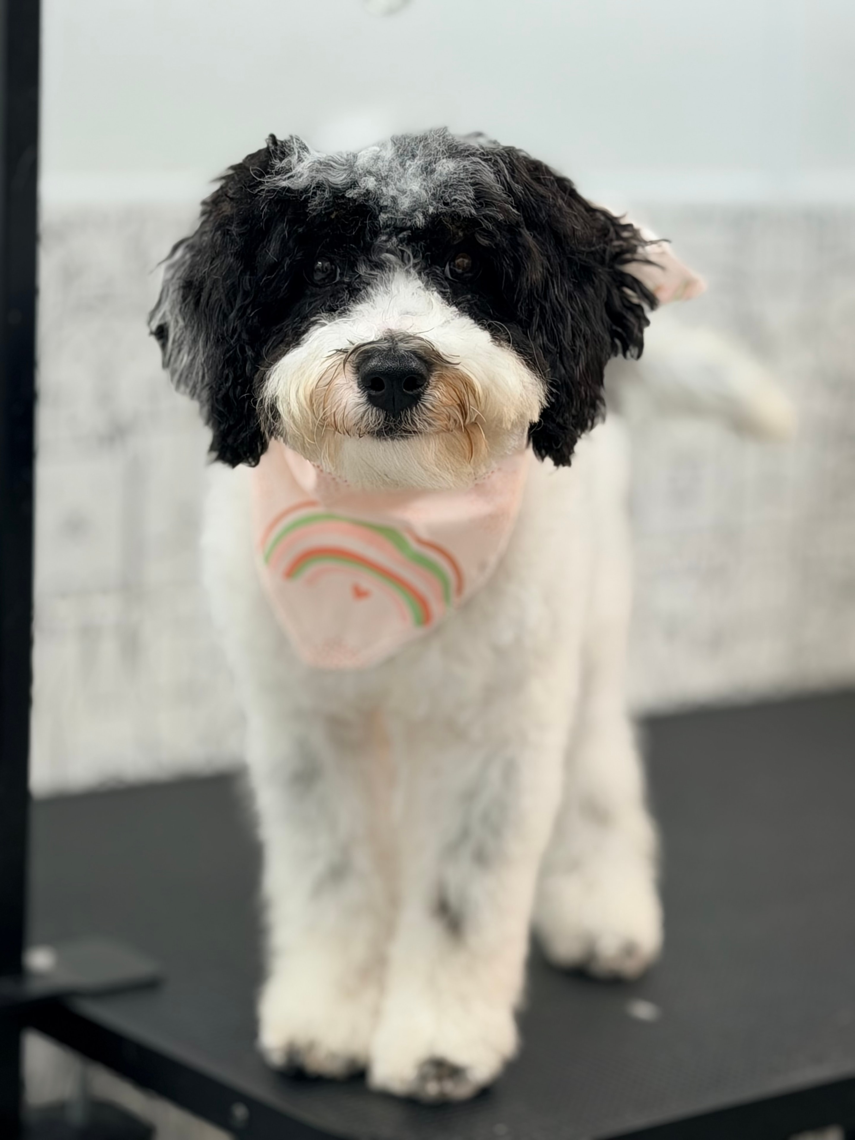 Dog enjoying a cozy pet spa moment